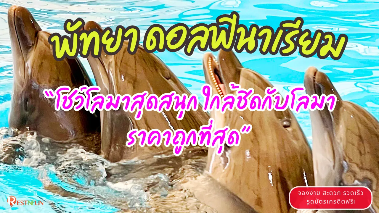 ค่าเข้าชมโลมาโชว์ พัทยา ราคาดีมาก จองได้ที่ RestNFun